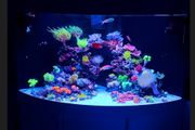 Juwel Trigon Aquarium