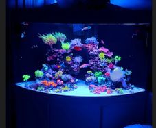 Juwel Trigon Aquarium