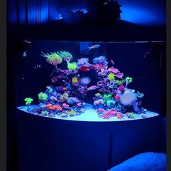 Juwel Trigon Aquarium