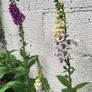 Foxglove plant. White and pink. Bee friendly plants. Image 8
