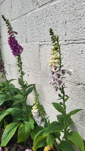 Foxglove plant. White and pink. Bee friendly plants.