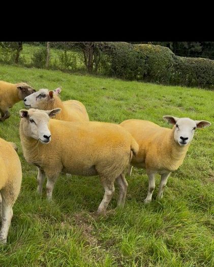 9 Texel x Hoggets