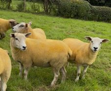 9 Texel x Hoggets