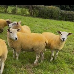 9 Texel x Hoggets