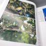 Handbook of the Birds of the World Volume 9 - Cotingas - Pipits Lynx Ed 2004 Image 7