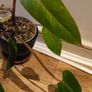 Philodendron Painted Lady - updated photos Image 6
