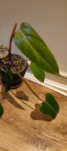 Philodendron Painted Lady - updated photos