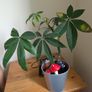 Moneytree Image 2