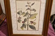Framed Botanical print - Coffee tree