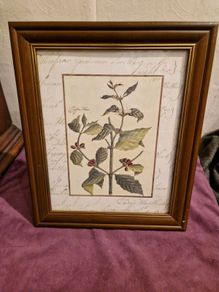 Framed Botanical print - Coffee tree