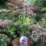 Japanese acers - wide selection Image 10