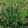 Herbaceous Perennials in 3 litre just  7.50 euro Image 7