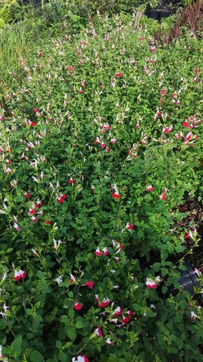 Herbaceous Perennials in 3 litre just  7.50 euro