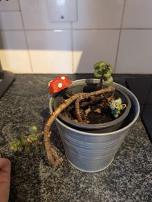 Cute Jade Plant great for Propagation!