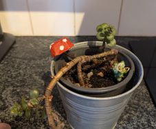 Cute Jade Plant great for Propagation!