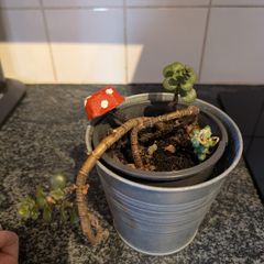 Cute Jade Plant great for Propagation!