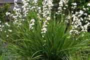 Libertia grandiflora