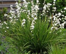 Libertia grandiflora