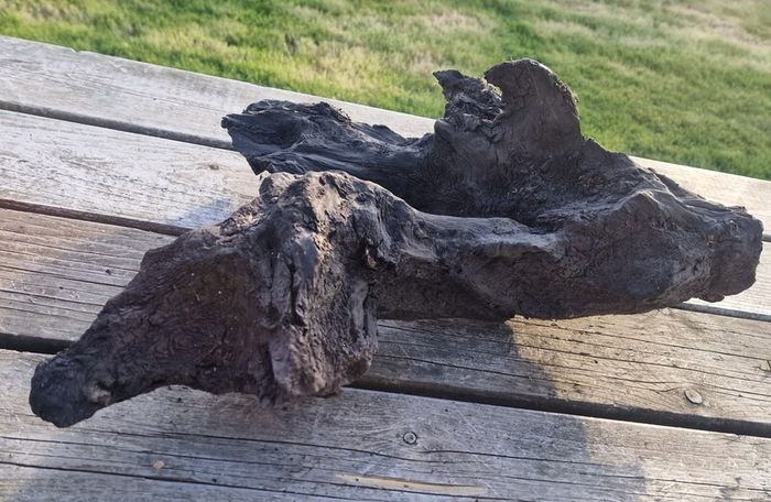 bog oak