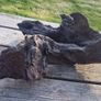 bog oak Image 10