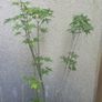 Acer Image 3
