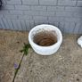 garden Image 2