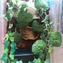 Vivarium / Corn Snake starter kits Image 3