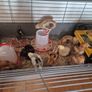 chicks Image 2