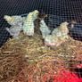 Chickens Image 2
