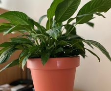 Beautiful Peace Lily
