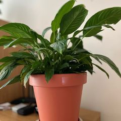 Beautiful Peace Lily
