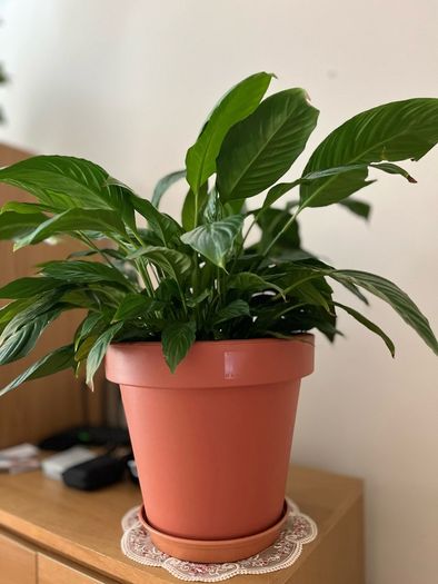 Beautiful Peace Lily
