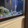 aquarium tank Image 5