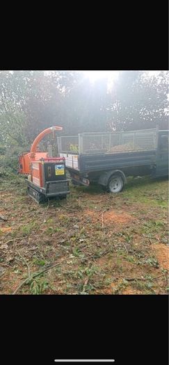 Tree removal