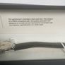 Timex Marlin reissue (hand wound) Image 2
