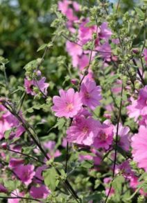 Lavatera shrub