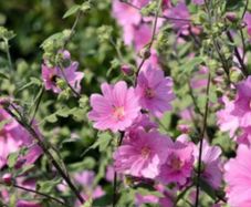 Lavatera shrub