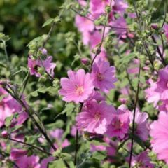 Lavatera shrub