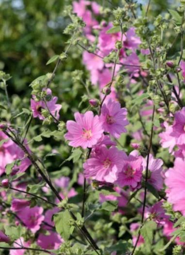 Lavatera shrub