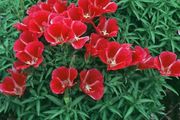 (G) Godetia Meteor seeds 0.3g (414949)