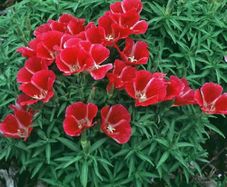 (G) Godetia Meteor seeds 0.3g (414949)