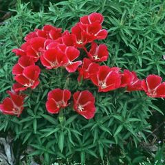 (G) Godetia Meteor seeds 0.3g (414949)