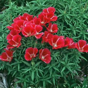 (G) Godetia Meteor seeds 0.3g (414949)