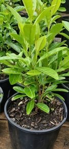 Healthy Laurel Hedging  Ready to Plant Now