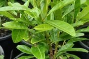 Healthy Laurel Hedging - 12 to 18 inches tall - In 2 litre pots -  Ready to Plant Now
