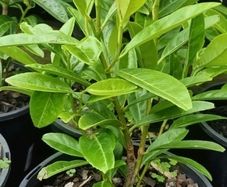 Healthy Laurel Hedging  Ready to Plant Now