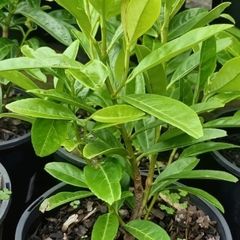 Healthy Laurel Hedging  Ready to Plant Now