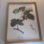 Frames botanical fruit prints (separately or as part of a set) Image 6