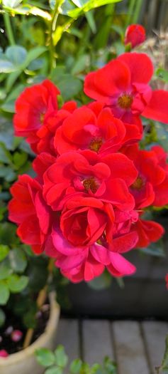garden plants