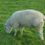 Texel and Charloais Rams Image 10